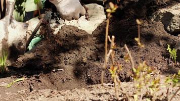 fertilizantes dentro a terra antes plantio. plantio amoras dentro a jardim video