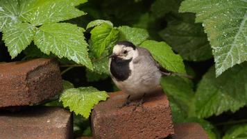 weinig wit kwikstaart kuiken. eenzaam kuiken zit in de tuin en looks Bij de wereld in de omgeving van met nieuwsgierigheid video