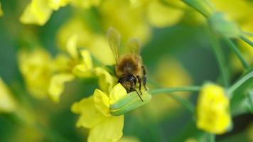 abeille recueille le nectar sur une fleur de brassica oleracea, ralenti video