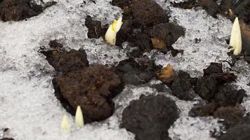 tiro de lapso de tiempo de la nieve que se derrite que revela el brote de la flor del azafrán video