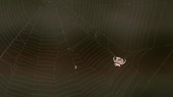 Spinne hat eine Fliege gefangen, die sich in einem Kokon verfangen hat, aus nächster Nähe video