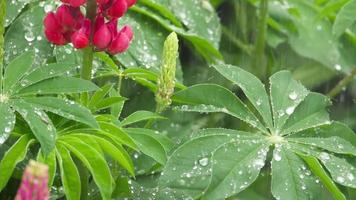 rood lupine bloemen en bladeren met regendruppels, langzaam bewegingen, lupinus wolfachtig video