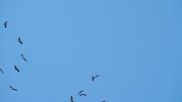 Vogelschwarm, der gegen den blauen Himmel fliegt. Silhouette von Wildvogelreihern am Himmel video