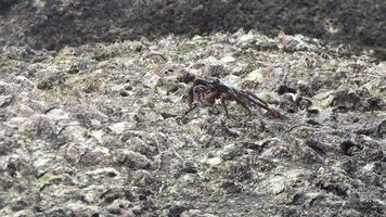 Bricklayer crab runs on stones and rocks along the seashore. Amazing tropical world of Semilan Islands, Thailand video