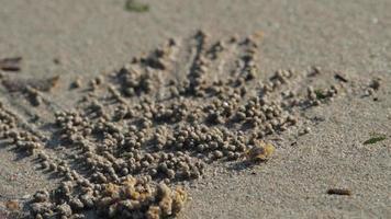 El primer plano del cangrejo fantasma hace bolas de arena mientras come. cangrejo soldado o mictyris son pequeños cangrejos que comen humus y pequeños animales que se encuentran en la playa como alimento video