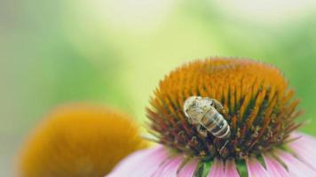 proche en haut de un mon chéri abeille collecte nectar pollen sur été ensoleillé journée video