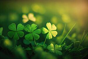 Four-leaf clovers in grass against blurred natural background. green clover leaves. St.Patrick 's Day. Spring natural background. photo