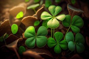 Four-leaf clovers in grass against blurred natural background. green clover leaves. St.Patrick 's Day. Spring natural background. photo