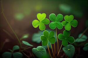 Four-leaf clovers in grass against blurred natural background. green clover leaves. St.Patrick 's Day. Spring natural background. photo