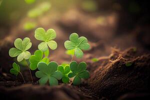 Four-leaf clovers in grass against blurred natural background. green clover leaves. St.Patrick 's Day. Spring natural background. photo