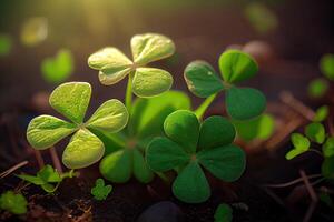 Four-leaf clovers in grass against blurred natural background. green clover leaves. St.Patrick 's Day. Spring natural background. photo