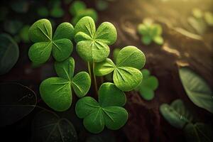 Four-leaf clovers in grass against blurred natural background. green clover leaves. St.Patrick 's Day. Spring natural background. photo