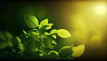 Green leaves of a tree against the sky. Sun soft light through the green foliage of the tree. Spring natural background. Fresh green leaves. photo