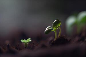 Young Plant Growing In Sunlight. agriculture plant seeding growing step concept in garden and sunlight. Generative Ai photo