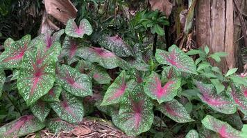 caladium bicolore avec rose et vert feuilles ou Floride amoureux sur la nature Contexte video