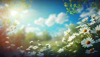 Chamomile flower field. Camomile in the nature. Field of camomiles at sunny day at nature. Camomile daisy flowers in summer day. Chamomile flowers field wide background in sun light. . photo