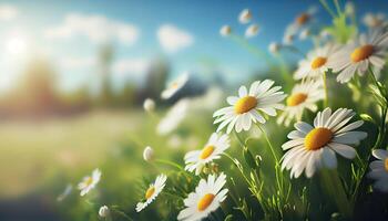 Chamomile flower field. Camomile in the nature. Field of camomiles at sunny day at nature. Camomile daisy flowers in summer day. Chamomile flowers field wide background in sun light. . photo