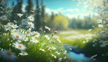 Chamomile flower field. Camomile in the nature. Field of camomiles at sunny day at nature. Camomile daisy flowers in summer day. Chamomile flowers field wide background in sun light. . photo