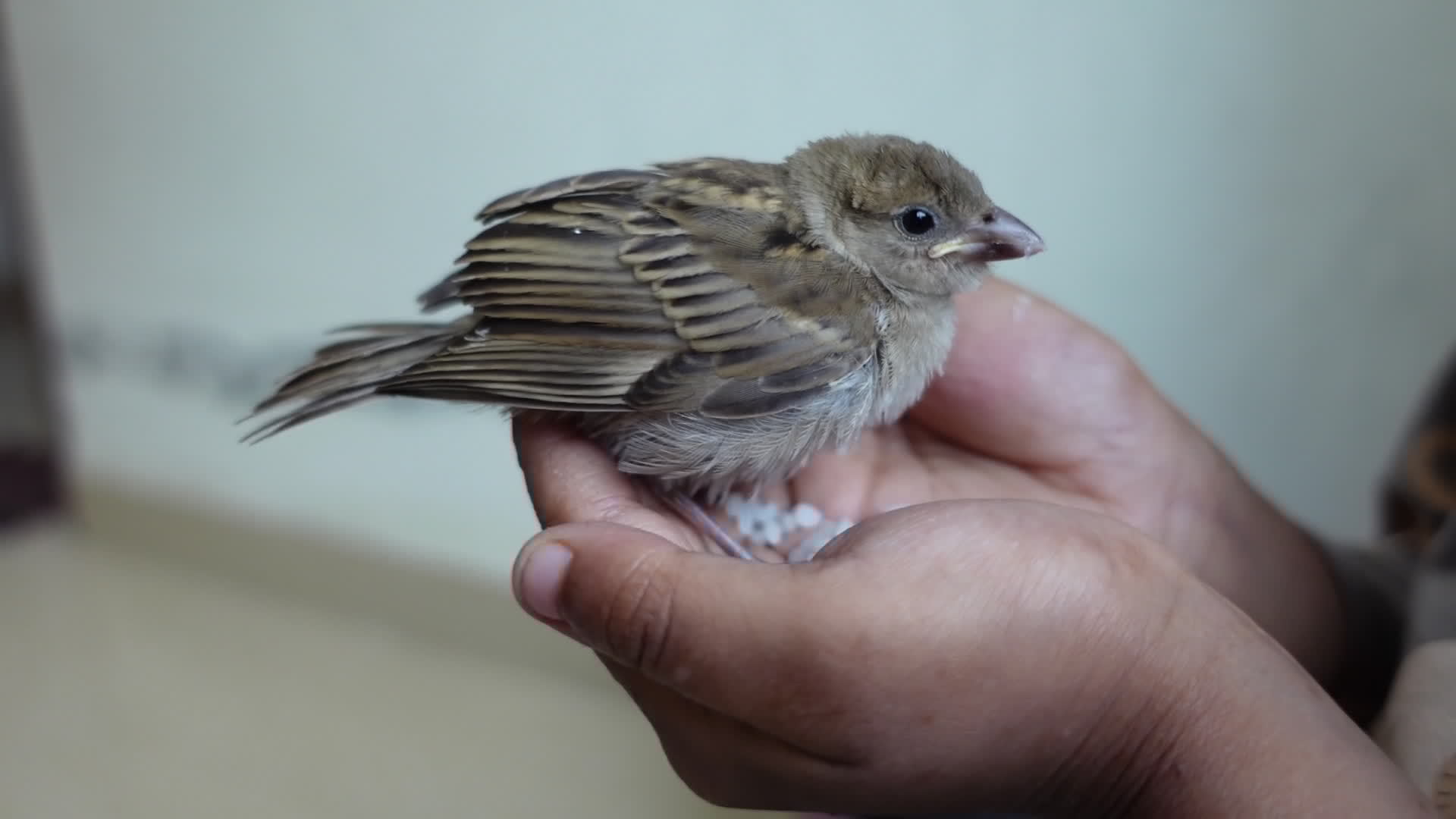 A baby house sparrow sitting on a child's hand eating food. Helping a