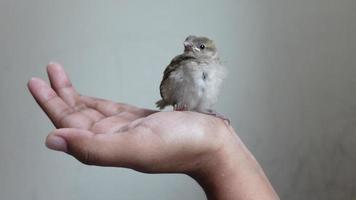 ein Baby Haus Spatz sitzt auf ein Hand. Portion ein Baby Spatz. Fütterung ein Baby Spatz. video