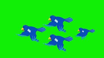2d Karikatur Vogel fliegend Rahmen durch Rahmen Animation 4k Bildschirm Grün video
