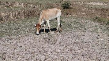 Local brown cow grazing grass on the paddy field with nature background. video