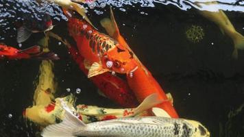 Closeup of colorful koi fish swimming in the pond. video