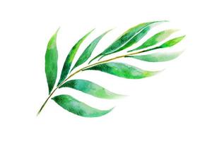 Green leaves Watercolor hand painting on white paper Background photo