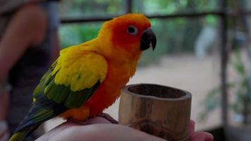 guacamayo loro comiendo granos en un bambú tubo en humano manos. video