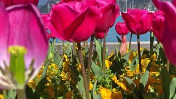 acima fechar com tulipas, câmera lenta beleza dentro natureza video