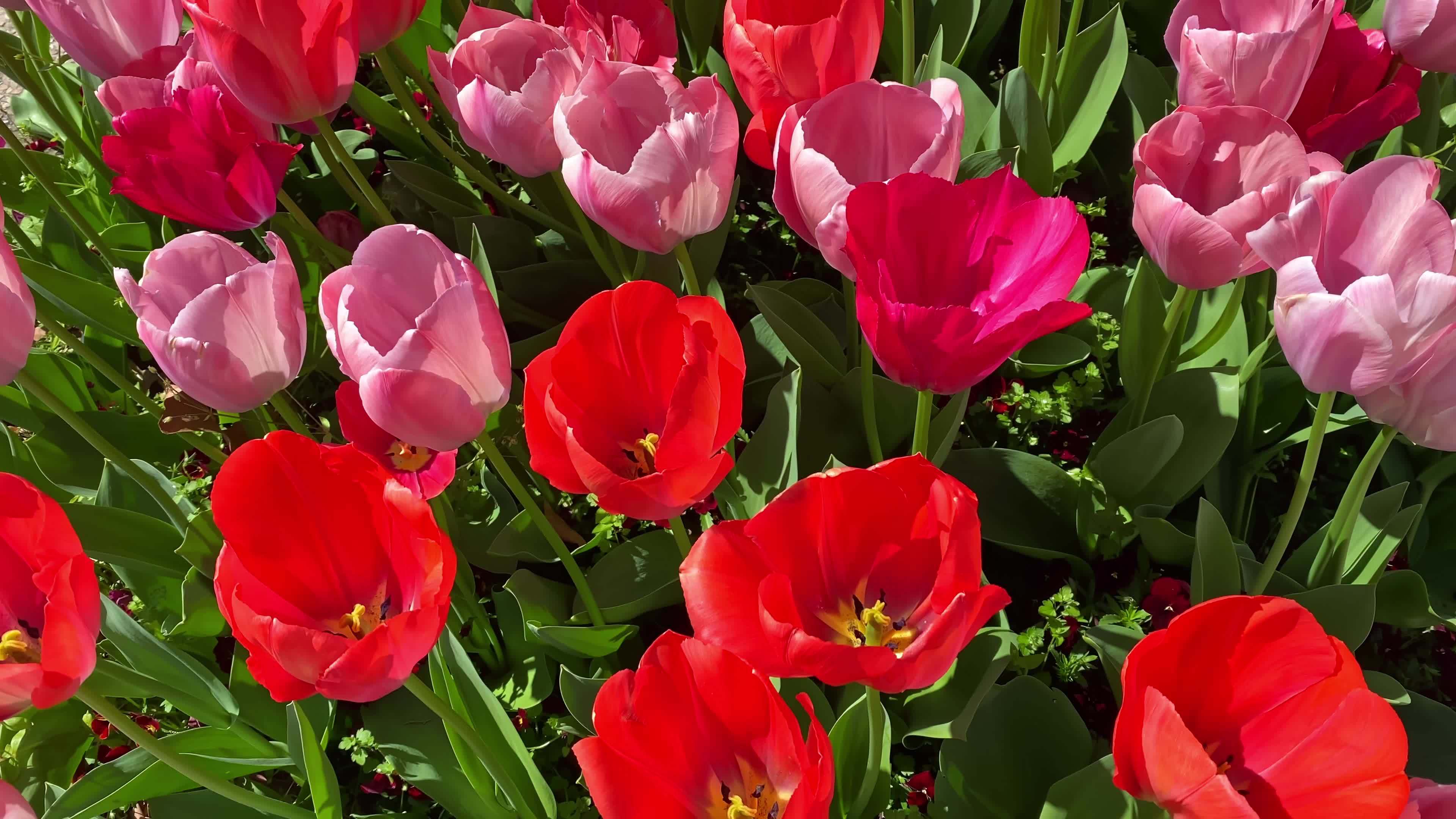 The Art of Botany, SlowMotion Tulip Bloom in Full Detail 22576941