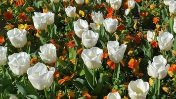 de la naturaleza mejor cautivador tulipán floración en lento movimiento video