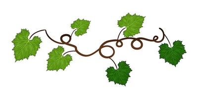 Grapes vine background with its branches and leaves. vector