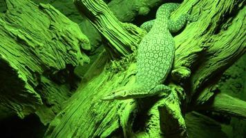 bellissimo verde lucertola riposo su un' albero tronco. video