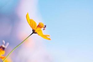 hermosa amarillo cosmos flores, amarillo flor de mexicano diasy con abeja en luz de sol y blu cielo a jardín foto