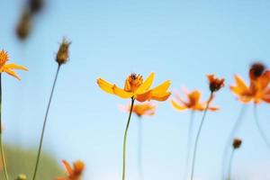 Beautiful yellow cosmos flowers, Yellow flower of Mexican Diasy with bee in sunlight and blu sky at garden photo