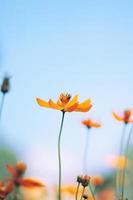 Beautiful yellow cosmos flowers, Yellow flower of Mexican Diasy with bee in sunlight and blu sky at garden photo