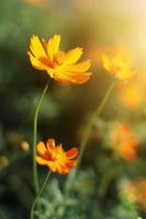 Beautiful yellow cosmos flowers, Yellow flower of Mexican Diasy with sunlight in garden photo