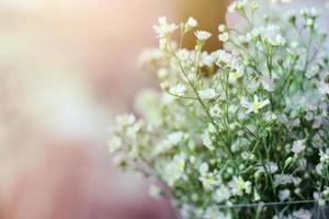 blanco manzanilla o margarita hipster flores con natural luz de sol en jardín. foto