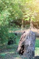 Dry Stump in the green forest photo