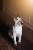 Siamese Cat sitting on the floor with sunlight. photo