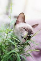 Siamese cat enjoy and eating glass in the garden photo