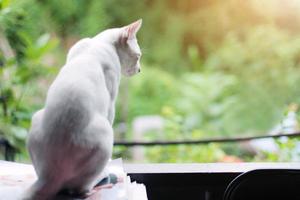 Kitten White cat sitting and enjoy on the window with sunlight and nature photo