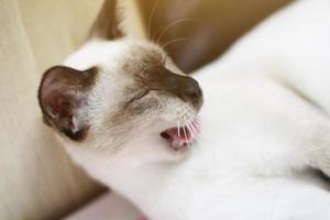 Siamese Cat relax and yawning on the table near window with sunlight. photo