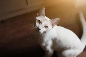 gatito blanco gato sentado y disfrutar en madera piso con luz de sol foto