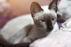 siamés gato sentado y disfrutar en vistoso cojines foto