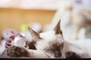 Siamese Cat relax and sleeping on the table near window with sunlight. photo