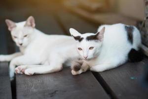 dos gatito gatos sentado y disfrutar en madera terraza con luz de sol foto