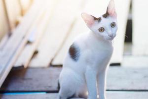 gatito blanco gato sentado y disfrutar en madera terraza con luz de sol foto