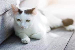 Kitten White cat sitting and enjoy on wood terrace with sunlight photo